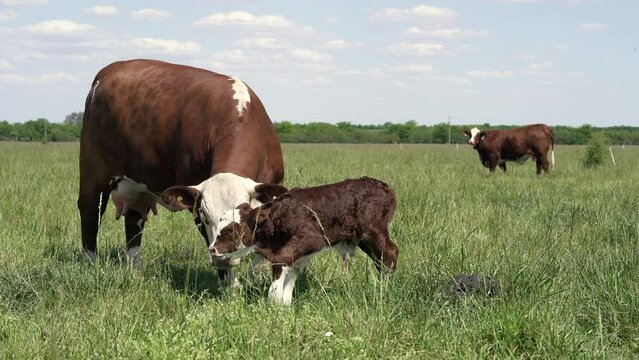 A Bradford cow feeding her baby in a rural landscape