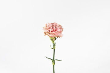 withered carnation flower on white background