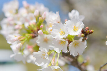 桜の花のクローズアップ	