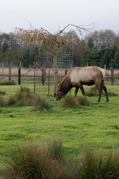 farmed elk eating in grassy winter field © Taya
