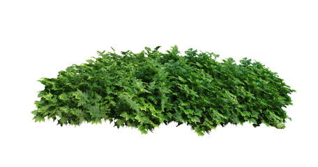 Tropical plant flower bush tree isolated on white background with clipping path.