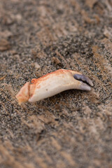 disconnected crab claw laying on wood log