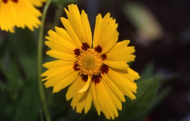 Coreopsis grandiflora ‘Baby Sun’ - Coreopsis
Rogue Coreopsis