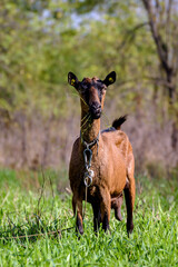 Goat in on pasture