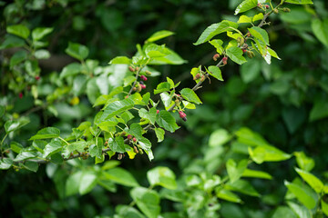  black ripe and red unripe mulberries on the branch of tree.