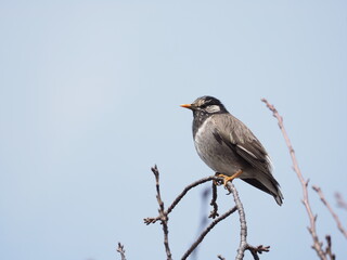枝に停まるムクドリ