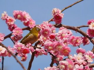 梅の枝に停まるメジロ