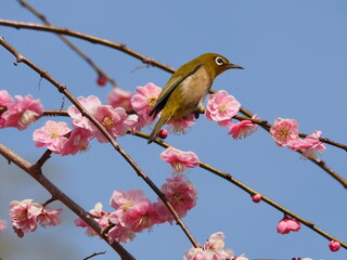 梅の枝に停まるメジロ
