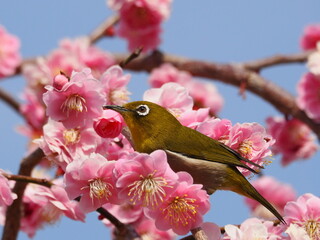 梅の枝に停まるメジロ