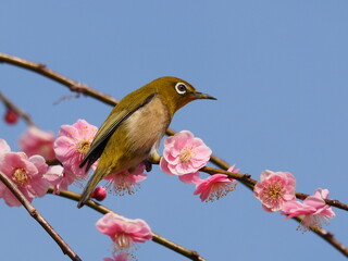 梅の枝に停まるメジロ