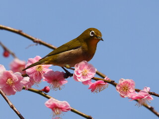 梅の枝に停まるメジロ