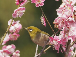 梅の枝に停まるメジロ