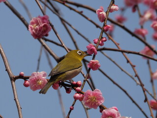 梅の枝に停まるメジロ