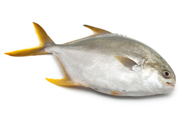 fresh pomfret isolated on a white background 