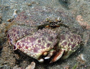 Costa Rica Pacific sea life