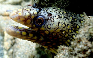 Costa Rica Pacific sea life