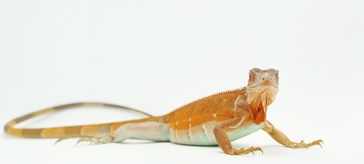 A red iguana (Iguana iguana) with an elegant pose.
