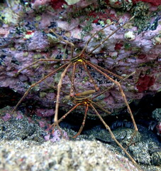 Costa Rica Pacific sea life