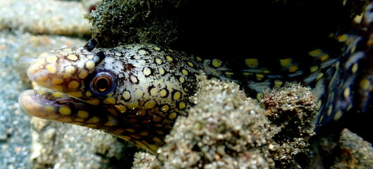 Costa Rica Pacific sea life