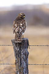 Hawk perched on a fence