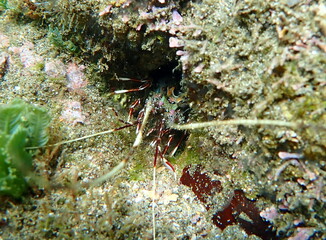 Costa Rica Pacific sea life