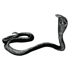 king cobra hand drawing vector illustration isolated on white background
