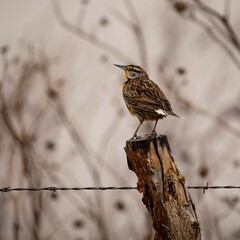 Meadow lark enjoying a foggy Kansas morning