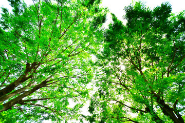 Obraz premium 緑あふれる新緑と木漏れ日のある木