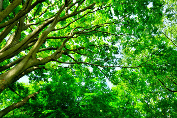 Fototapeta na wymiar 緑あふれる新緑と木漏れ日のある木