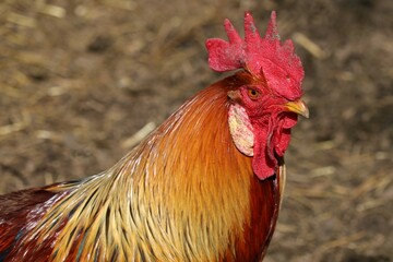 Rooster at the farm