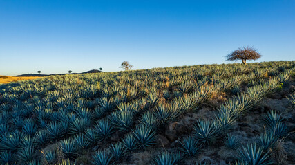 paisaje de agave, tequilana wever, planta con la que se fabrica el tequila, paisaje agavero cerca...