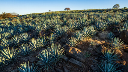 paisaje de agave, tequilana wever, planta con la que se fabrica el tequila, paisaje agavero cerca...
