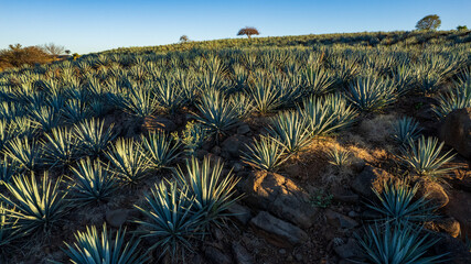 paisaje de agave, tequilana wever, planta con la que se fabrica el tequila, paisaje agavero cerca de tequila jalisco - obrazy, fototapety, plakaty