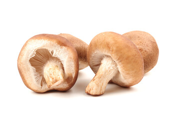 Shiitake mushroom on the White background 