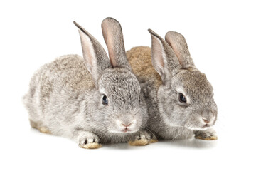 rabbit isolated on white