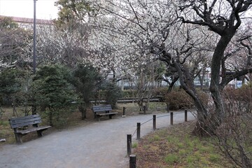 公園の梅の木々とベンチ