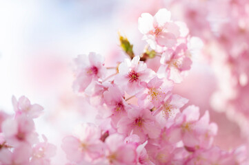 河津桜　満開　