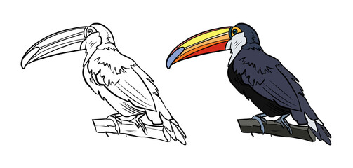 Illustration for a coloring book in color and black and white. Drawing of a toucan bird on a white isolated background. High quality illustration © Nataliya Timofeeva