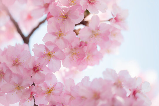 河津桜　満開　