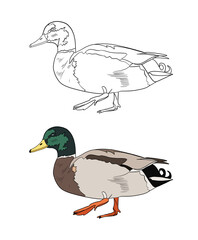 Illustration for a coloring book in color and black and white. Drawing of a duck on a white isolated background. High quality illustration
