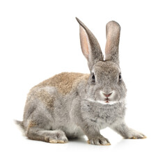 Fototapeta na wymiar grey rabbit on a white background