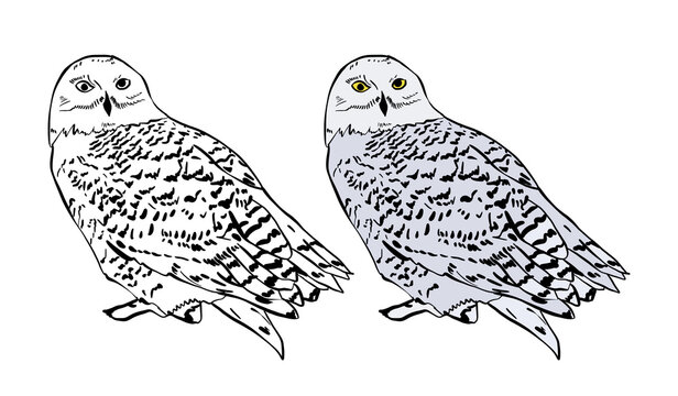 Illustration for a coloring book in color and black and white. Drawing of a owl on a white isolated background. High quality illustration