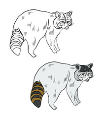 Illustration for a coloring book in color and black and white. Drawing of a raccoon on a white isolated background. High quality illustration