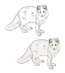 Illustration for a coloring book in color and black and white. Drawing of a polar arctic fox on a white isolated background. High quality illustration