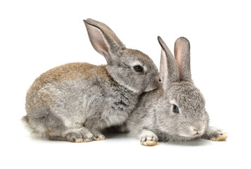 rabbit isolated on white