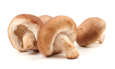 Shiitake mushroom on the White background 
