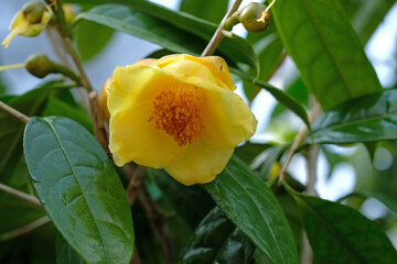 キンカチャ（金花茶）の黄色い花