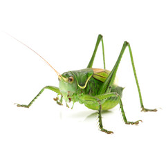 Macro image of a grasshopper isolated on white background