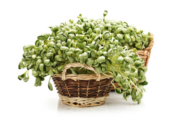 Fototapeta na wymiar Black bean sprouts on white background