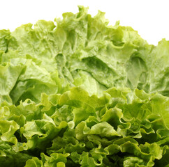 fresh lettuce on a white background